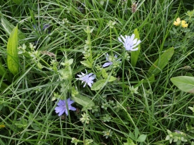 Barenbrug Multi-species grassland