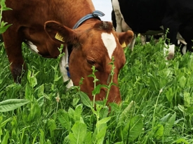 Cows & grass