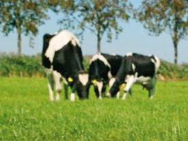 Header stor_GS_Intensiv_græsning