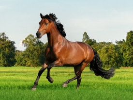 Header - Horsemaster - 2021