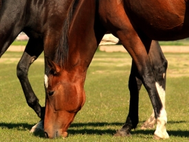 header_fertilize