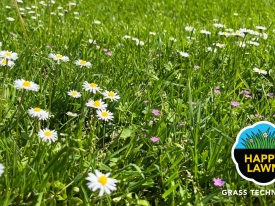 Happy Lawn® - Spice up your lawn!