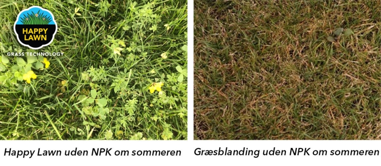 Grass