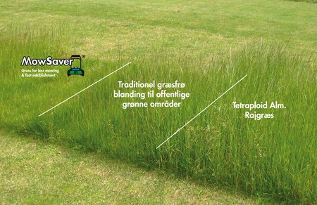 Grass