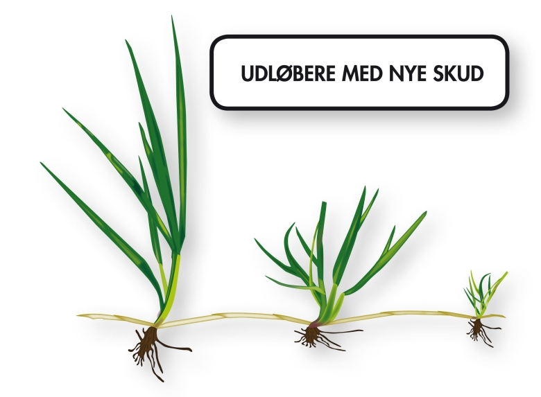 Grass
