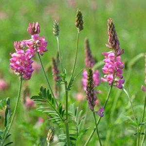 Esparcette NutriHerb