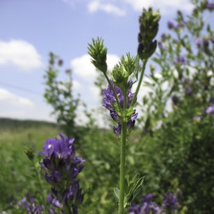 Lucerne NutriHerb