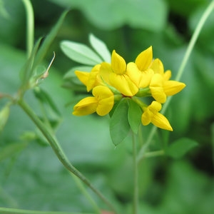 Rullekløver NutriHerb