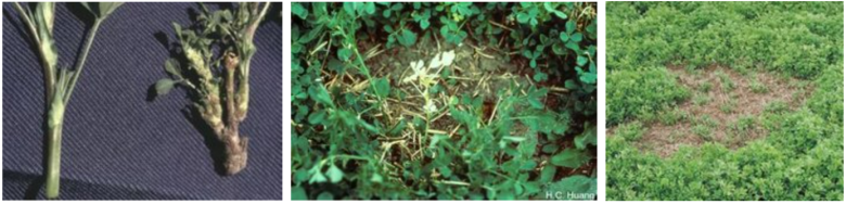 Nematoder i lucerne