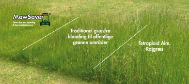 Grass