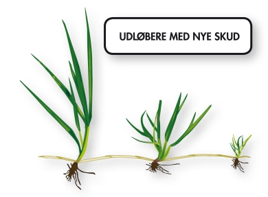 Grass