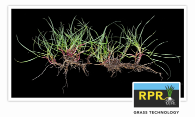 Billede_RPR-plante
