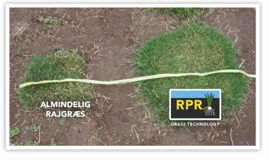 RPR_Ekstremt-staerkt-2024