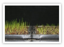 Grass