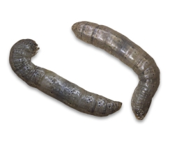 emelt image