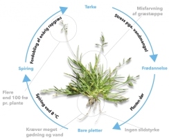 image-turf-poa-annua-livscyklus-dk