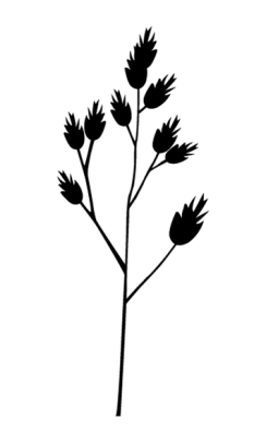 Hundegræs