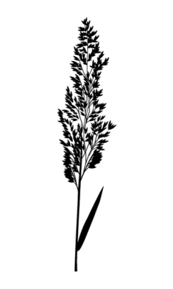 Fløjlsgræs