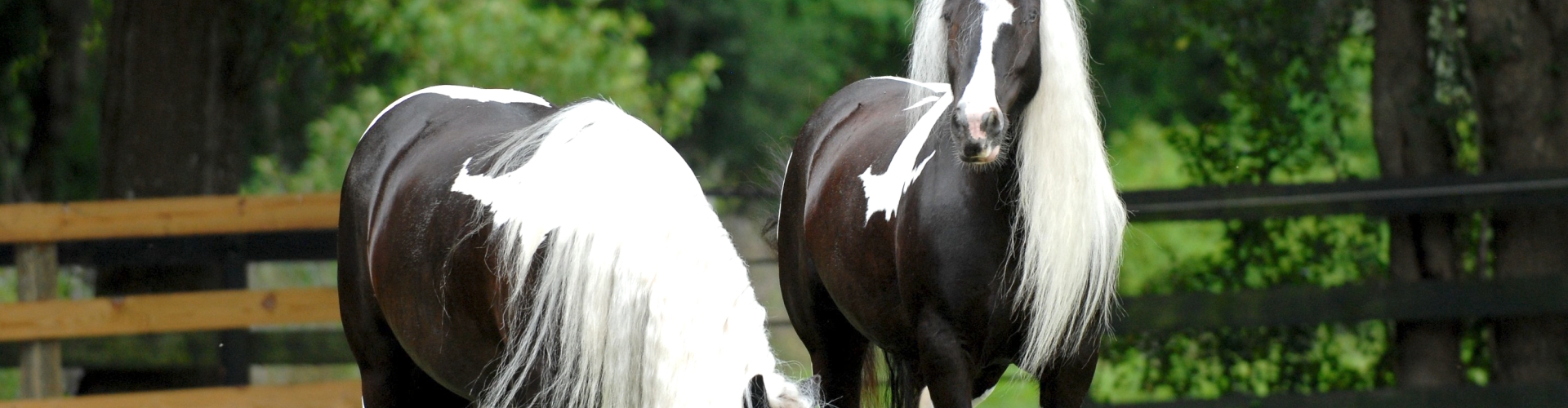 Antal heste pr. ha på en Horse Master-fold
