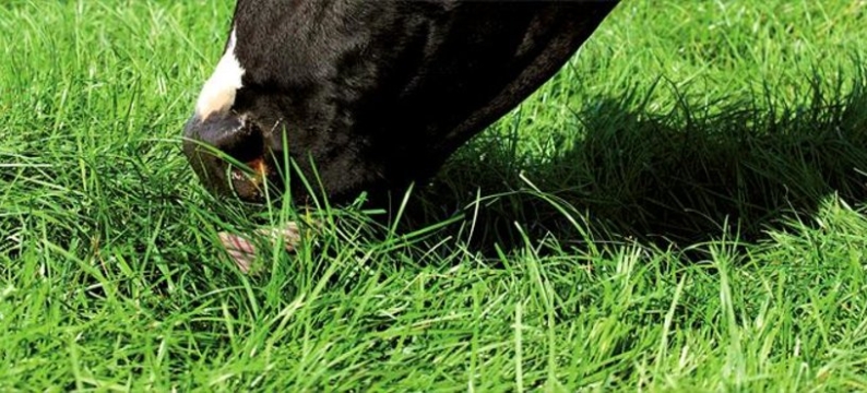 Cow & grass