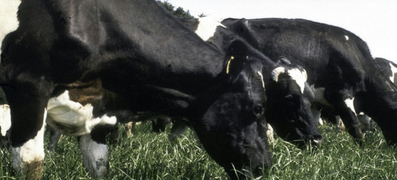 Cows & grass