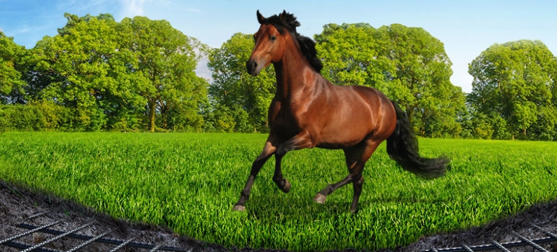 horsemaster img