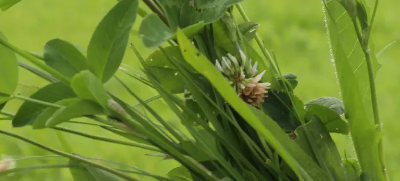 Nutriherb Essence header