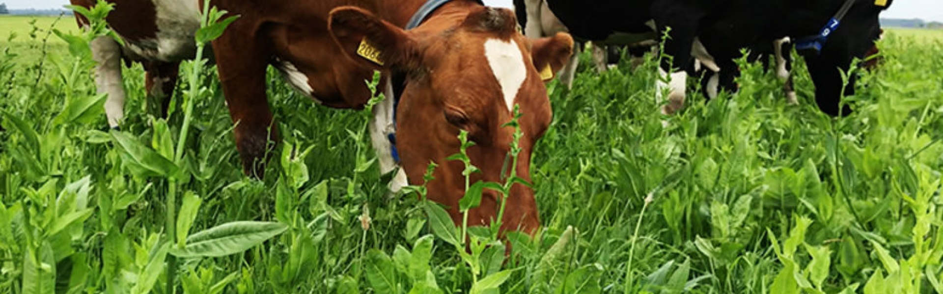 Cows & grass