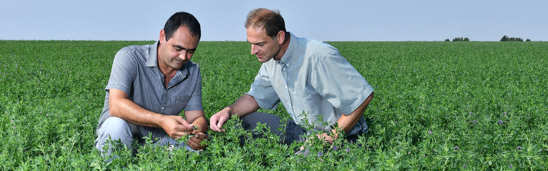 From seed to sales header From seed to sales header