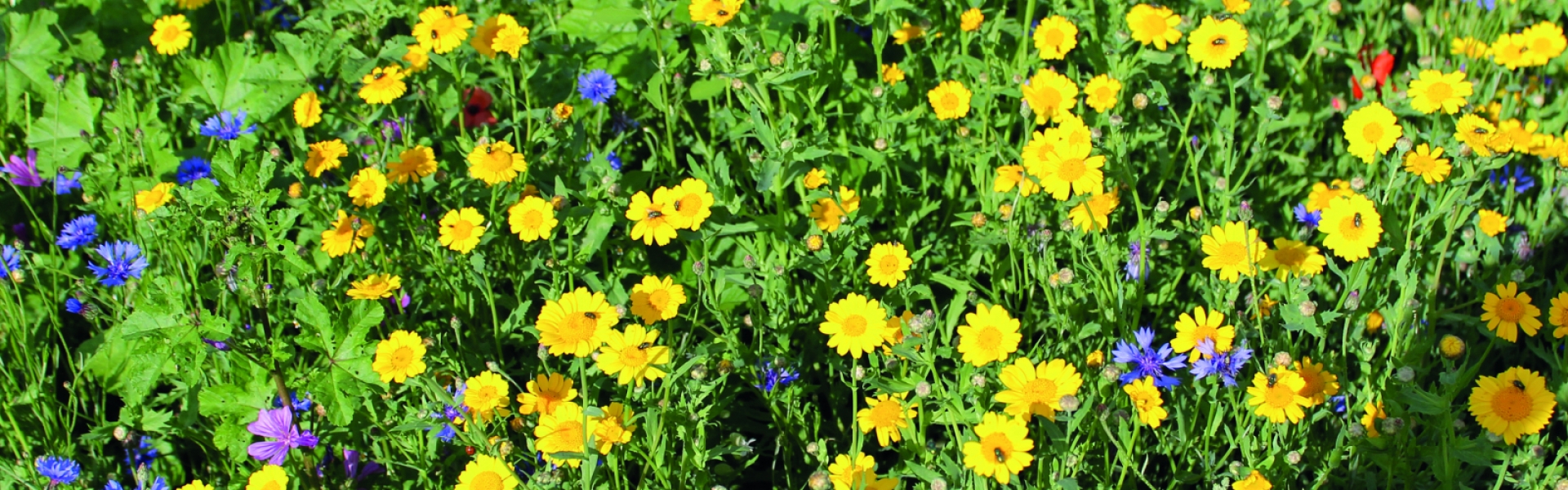 PVM Mengsel fleurig braak