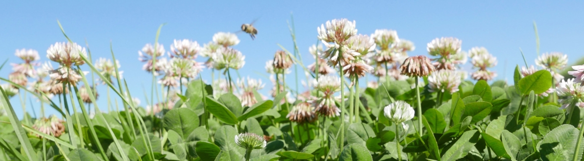 nbvc