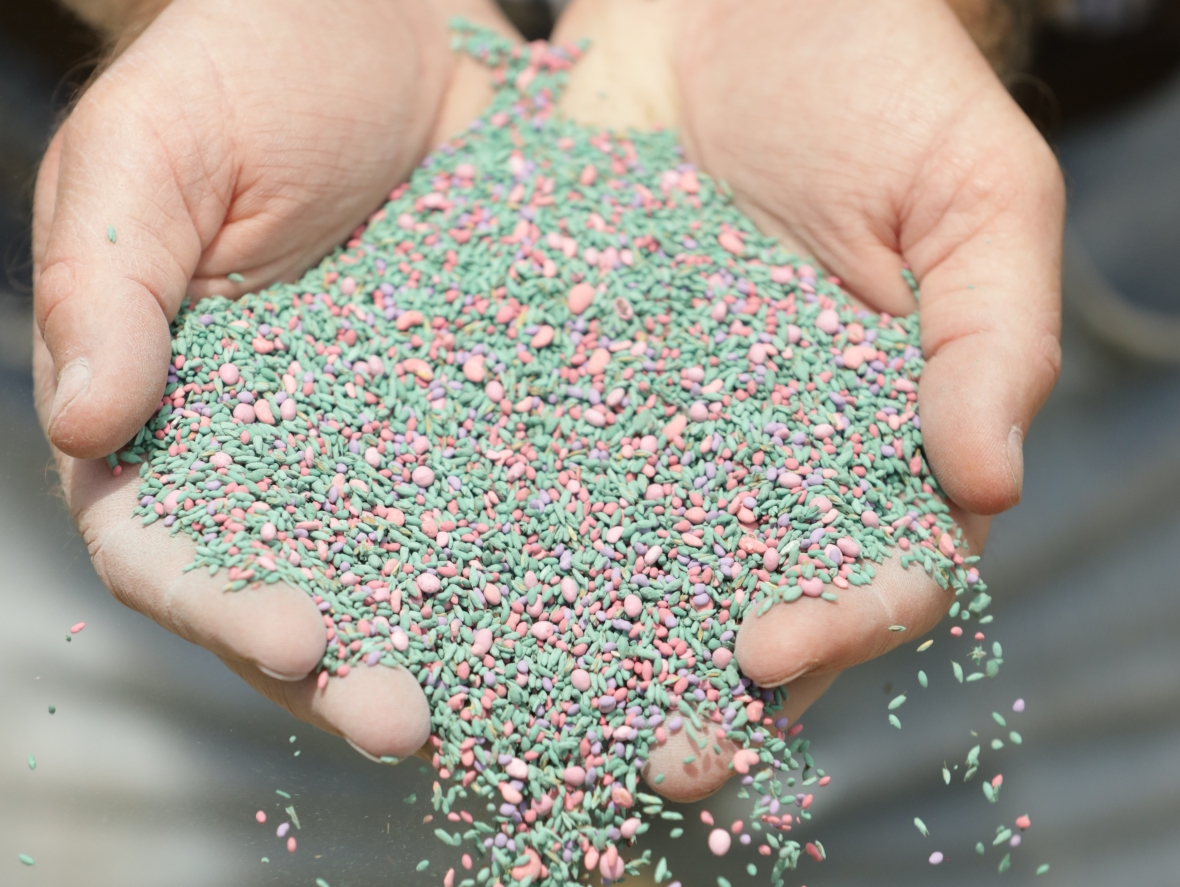 Seed production1.JPG