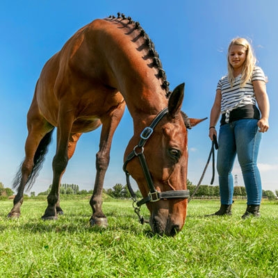 Horse and girl