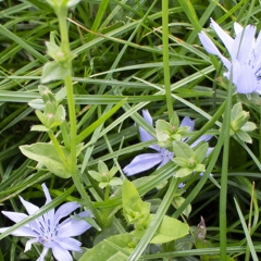 Undersøgelse skaber klarhed om den botaniske sammensætning i artsrigt græsland ved slæt og afgræsning